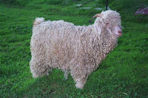 Angora Goats & Sheep – The Reiland Farm