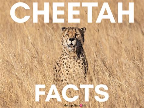 Cheetah Facts