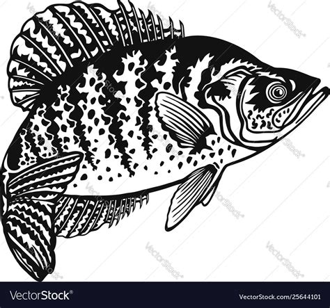 White crappie fish - freshwater sport fish Vector Image