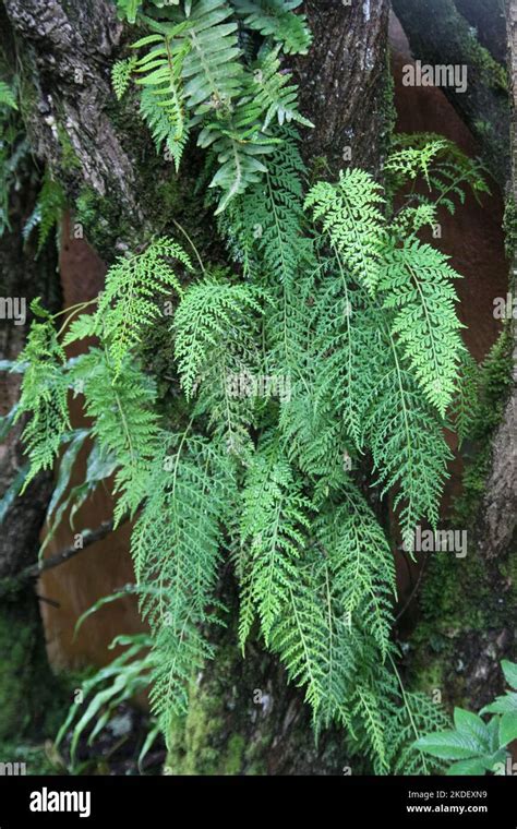 Plants in the Ecuadorian Amazonian rainforest photographed at the ...