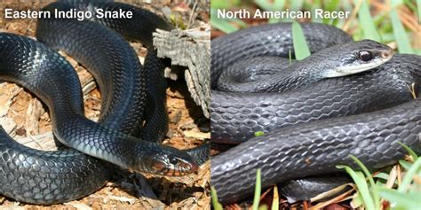 North American Racer – Florida Snake ID Guide