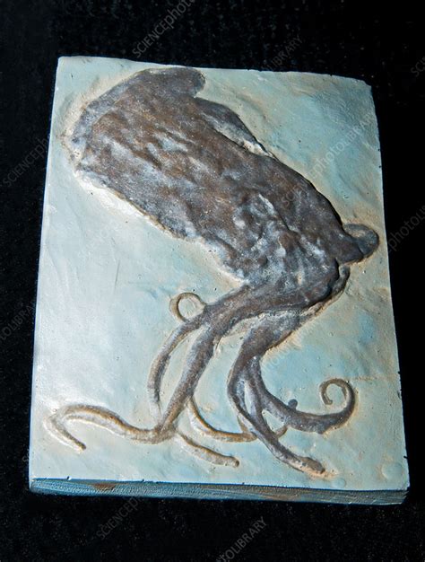 Octopus Fossil - Stock Image - C028/5192 - Science Photo Library