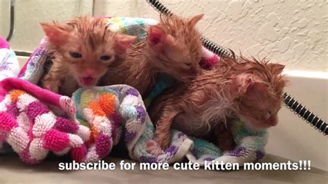 New December Foster Kittens! Flea Bath Time! Five Weeks Old - YouTube