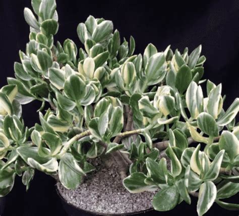 Crassula Ovata ‘Variegata' (Care Guide With Picture) - Succulents Network