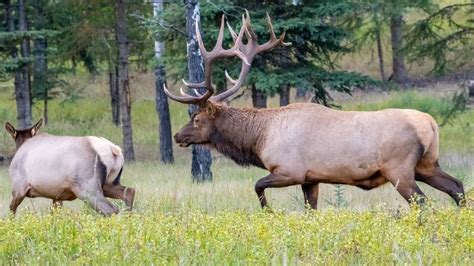 Biggest Elk Bull All Fired Up During the Elk Rut - Lots of Bugles - YouTube