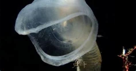 Predatory Tunicate - balikciblog