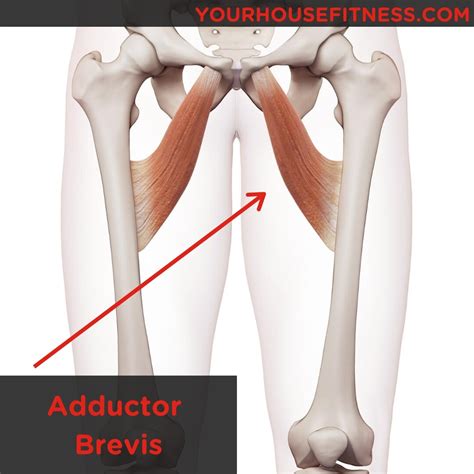 Muscle Breakdown: Adductor Brevis