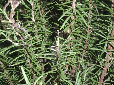 Insect on Edible Rosemary - UF/IFAS Extension Santa Rosa County