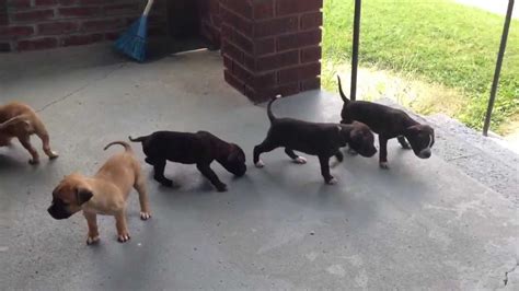 Cane Corso x pitbull puppies 30 days old - YouTube