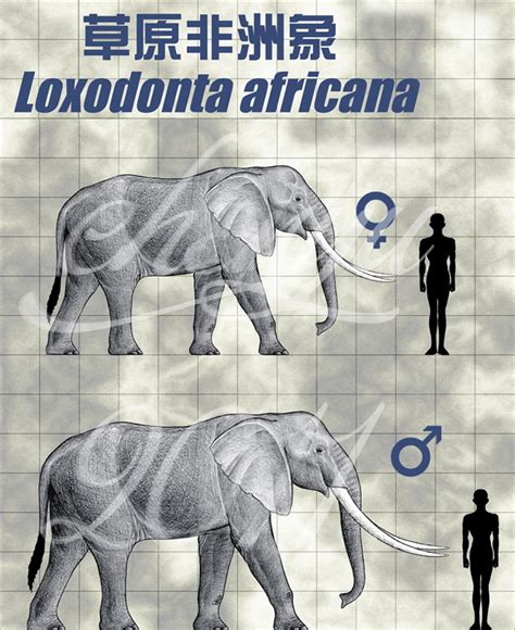 Loxodonta africana by sinammonite on DeviantArt