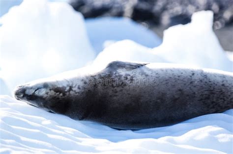 Sea Leopard In Antarctica In Its Natural Habitat Stock Photo - Image of floe, lion: 136744396