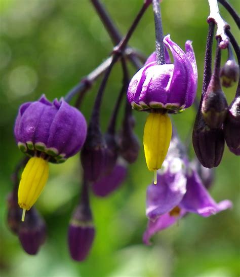 Mon nom : 'Atropa belladonna'... Deadly nightshade... | Flickr