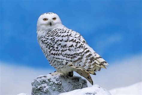 Snowy Owls Spotted in South Dakota | SDPB Radio