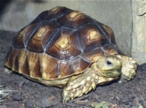 African Spurred Tortoise