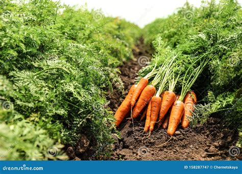 Pile of Fresh Ripe Carrots on Field. Farming Stock Image - Image of farm, garden: 158287747