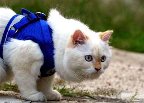 Best Cat Harness No Escape (The 7 Best Cat Harnesses in 2022)