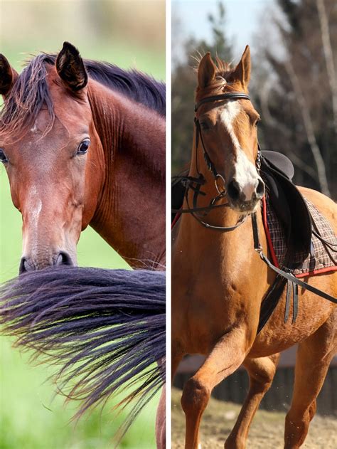 Chestnut Vs. Sorrel Horse: What Is The Difference? - Helpful Horse Hints