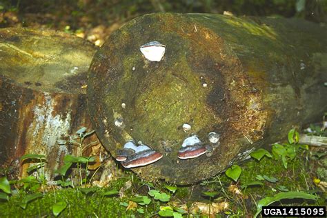 red-belted fungus (Fomitopsis pinicola)