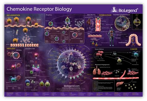 Chemokines and Chemokine Receptors