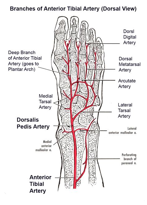 Dorsum Of Foot Anatomy - Anatomy Reading Source