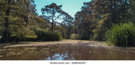 242 Cypress Knees Louisiana Images, Stock Photos & Vectors | Shutterstock