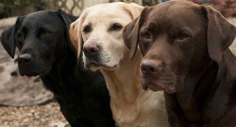 Labrador Colors - The Secrets of Labrador Color Inheritance