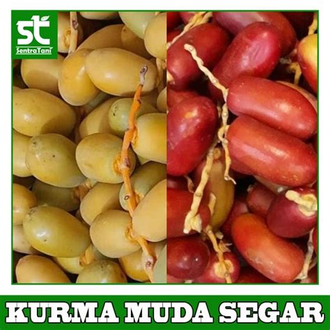 Jual Buah Kurma Muda Segar 500 Gram | SENTRATANI.COM