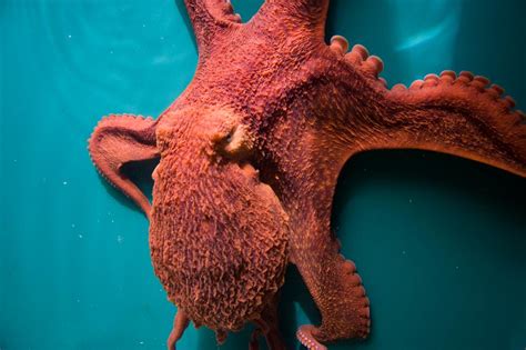 World's largest deep-sea octopus nursery discovered | Octopus pictures ...