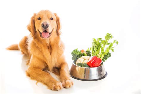 The Best Low Protein Dog Foods of 2021 - Pet Life Today