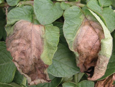 Late Blight Confirmed on Potato in Simcoe County – ONvegetables