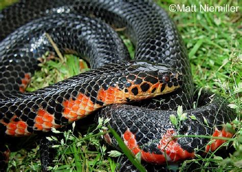 Red-bellied Mudsnake | State of Tennessee, Wildlife Resources Agency