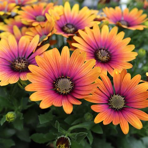 Osteospermum Special Erato Purple Glow | J Parker Dutch Bulbs | Purple ...