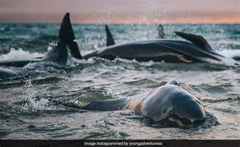 "I'll Never Forget Their Cries": Blogger Finds 145 Stranded Whales On ...