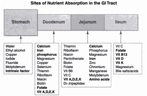 Site of absorption of Vitamins, Minerals and Nutrients | Epomedicine