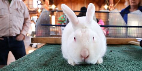 Rabbit Show Pictures - Business Insider