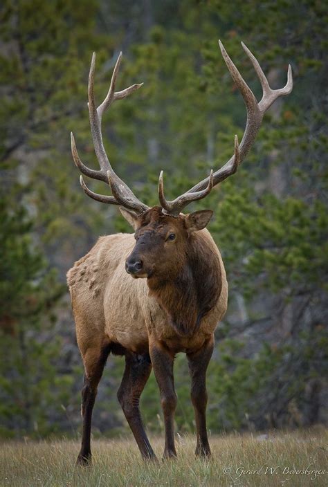 American Elk | Animals wild, Nature animals, Animals beautiful