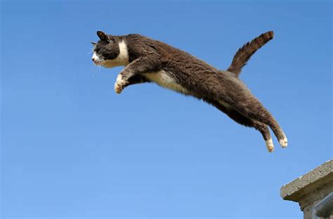 How High Can A Cat Jump? And Why Cats Jump Everywhere