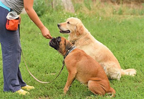 Dog Training — Should You Send Your Dog to Dog Camp?