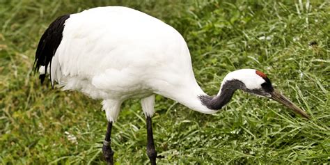 Red-crowned crane | Smithsonian's National Zoo