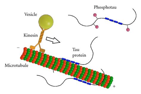 Tau蛋白的分类、结构及生物学功能_欧凯生物