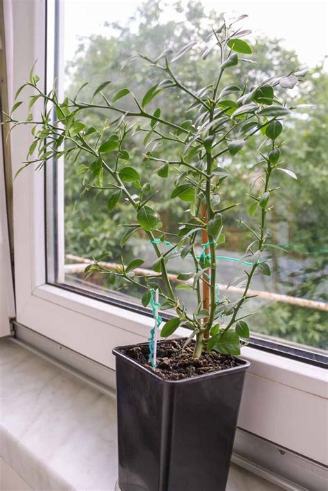 Learn How to Grow Citrus Trees Indoors | Gardener's Path