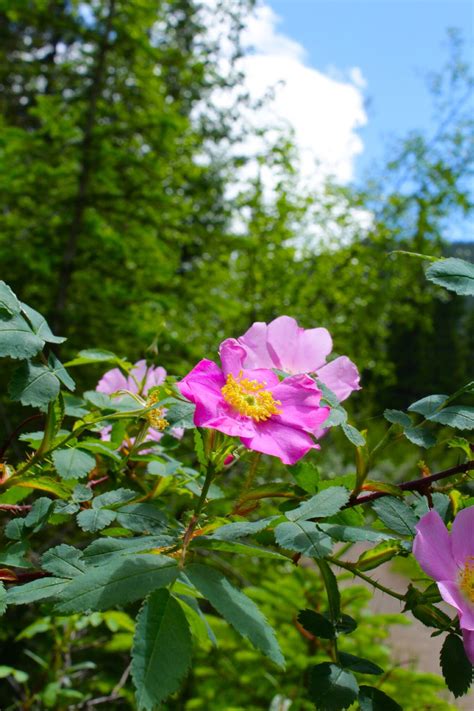 wild rose flower alberta - Cliff Archibald