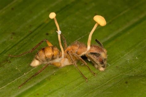 Ants Infected by Cordyceps Fungus Become "Zombies" - Owlcation