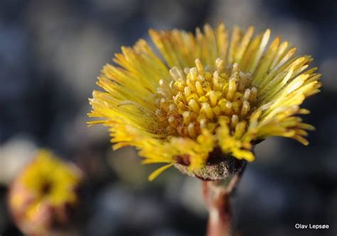 A coltsfoot can be my contribution to wish you all a proper nice Easter ...