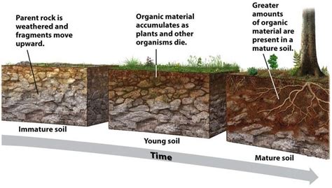 Soil formation - The breakdown of rock and primary minerals from the parent material provides ...