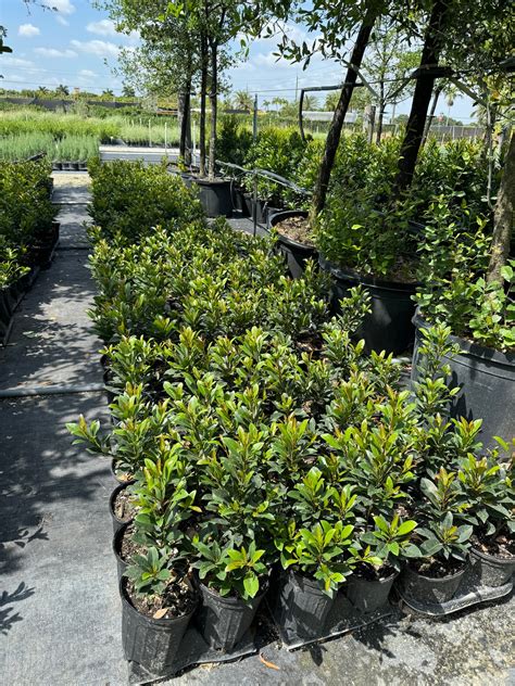 Explore the Japanese Blueberry Tree, Elaeocarpus Decipiens – Eureka Farms