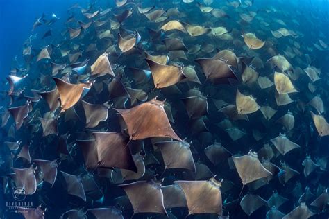 The Magnificent Mobula Rays of Baja California Mexico