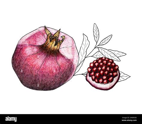 Pomegranate Pencil Drawing