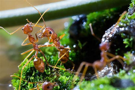 What Are Fire Ants, and Where Do They Live?