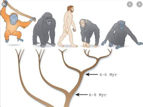 The Origin of Humans | Teaching Resources